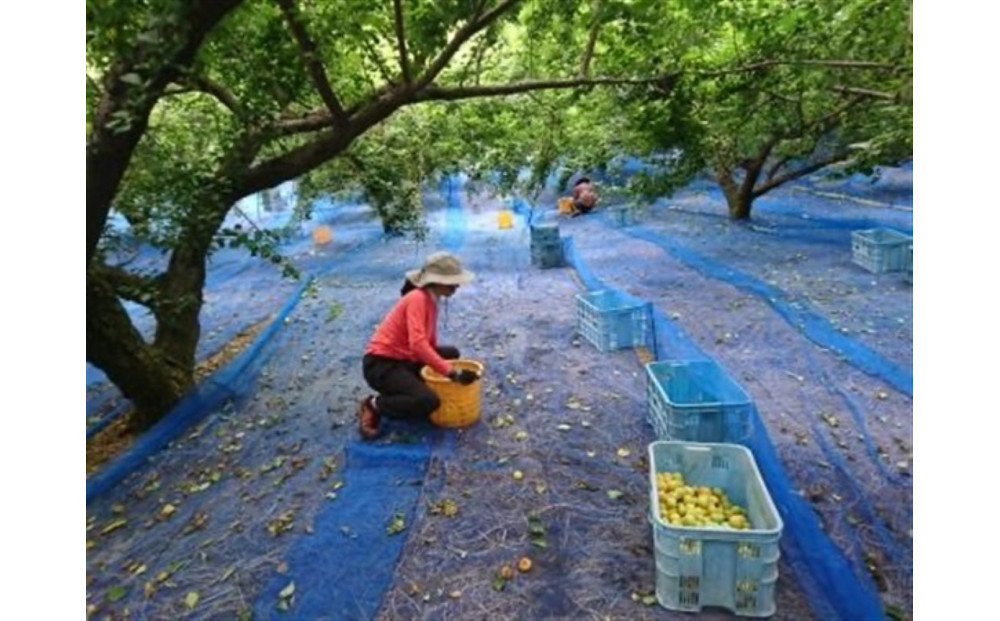 小田原老舗店が作った梅干しカップ3種類セット