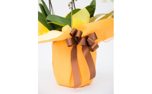 トップフローリスト厳選の胡蝶蘭 3本立ち【記念日に届くお花シリーズ 3本立ち 世界らん展 フラワードリームジャパンカップ 国内主要コンテスト受賞 プロ厳選 メッセージ 神奈川県 小田原市 】