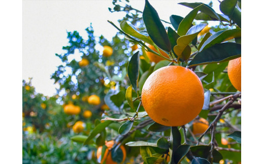 【定期便 3回】小田原産江之浦みかん１００％ストレートジュース５００ml１２本