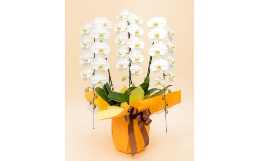 トップフローリスト厳選の胡蝶蘭 3本立ち【記念日に届くお花シリーズ 3本立ち 世界らん展 フラワードリームジャパンカップ 国内主要コンテスト受賞 プロ厳選 メッセージ 神奈川県 小田原市 】