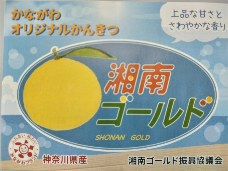 神奈川生まれの柑橘 「湘南ゴールド」( 露地栽培)＜出荷開始：2025年3月7日出荷開始～2025年3月28日出荷終了＞