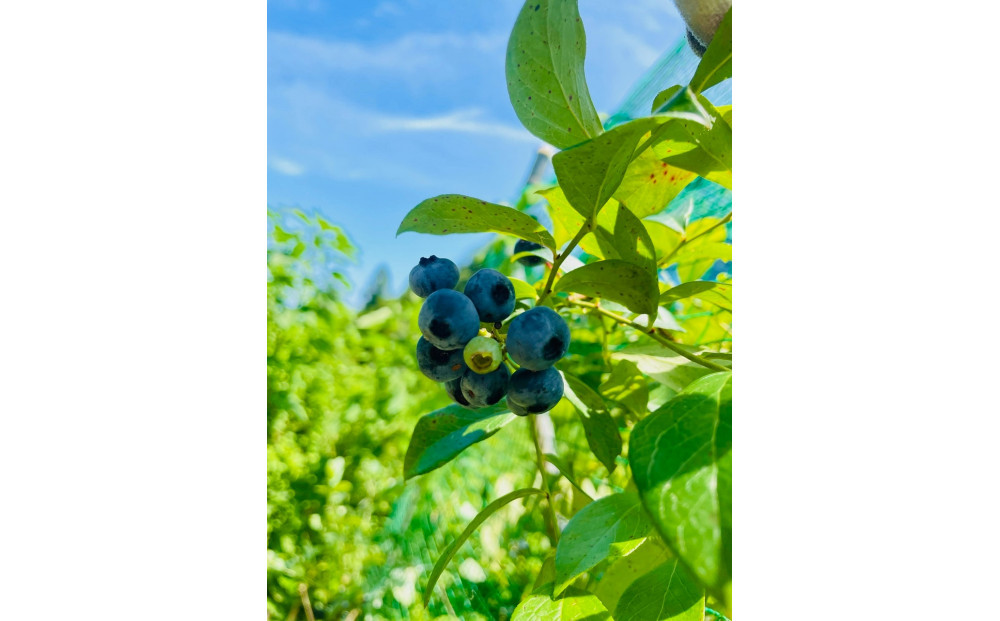 ã蟲è¬äžäœ¿çšã ææã¿çãã«ãŒããªãŒ 400g