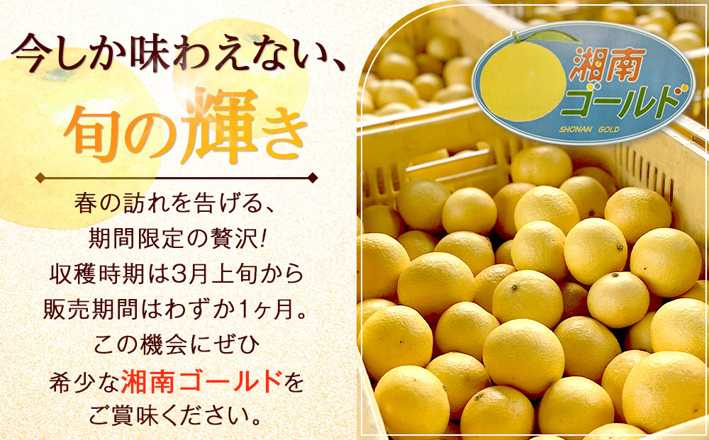 〈希少商品〉神奈川生まれの柑橘 「湘南ゴールド」( 露地栽培)＜出荷開始：２０２６年３月６日出荷開始～２０２６年３月３１日出荷終了＞【フルーツ オレンジ 果物 柑橘 贈答用 家庭用 自宅用  神奈川県小田原市】