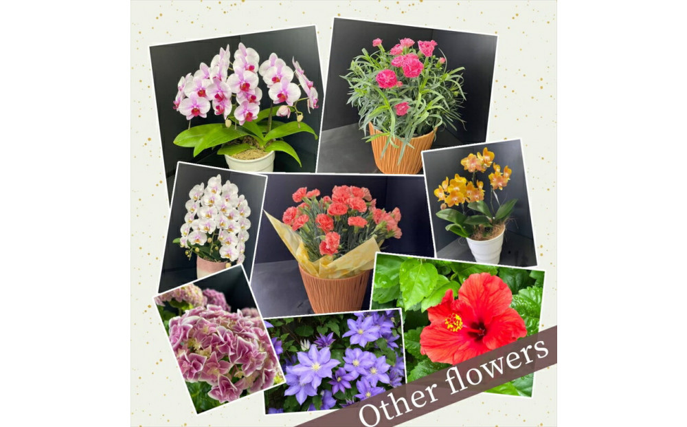 【定期便年12回　季節の花鉢】農林水産大臣賞を受賞したフローリストがアレンジする 季節を知らせる花鉢【 花 お花 神奈川県 小田原市 】