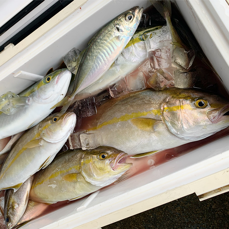 【茅ヶ崎・釣り船 一俊丸】 乗船券5,000円分 相模湾 船釣り アマダイ、キハダ、カツオ、カワハギ、ヒラメ