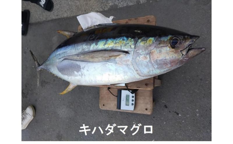 茅ヶ崎・釣り船　まごうの丸乗船券10,000円分　チケット 乗船券 乗船チケット 釣り フィッシング 釣船 乗合船 相模湾 ライト五目 タイ五目 シロギス カツオ キハダマグロ ヤリイカ