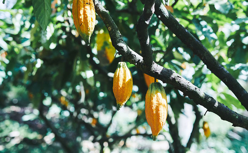 【ふるさと納税】MAISON CACAO メゾンカカオ 生チョコクッキー 3種24袋セット（各8袋）TERROIR 個包装 チョコレート菓子 神奈川県茅ヶ崎市