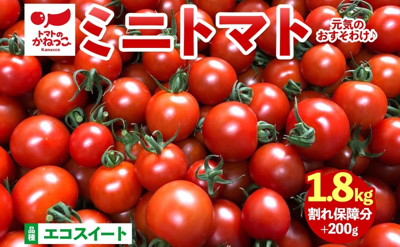 美味しさで笑おっ！トマトで笑おっ！ エコスイート 1.8kg+200g 割れ保障 トマト とまと 夏野菜 旬 完熟 甘い プチトマト 採れたて 新鮮 産地直送 お取り寄せ 濃厚 トマトのかねっこ 神奈川県 茅ケ崎市
