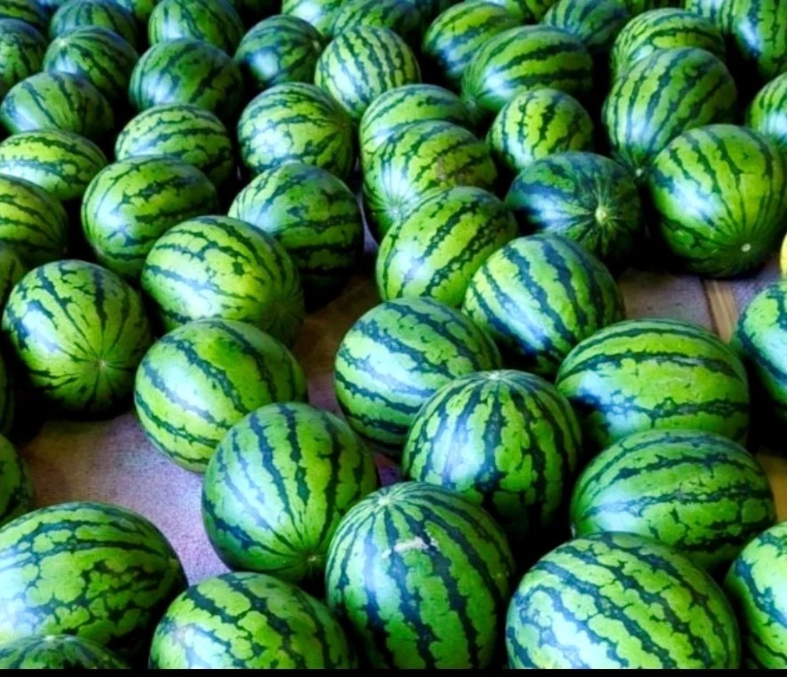 縲千ウ門コヲ12蠎ヲ莉・荳翫代す繝」繝ェ繝縺ィ逕倥>荳画オヲ縺ョ螟ァ邇峨せ繧、繧ォ 縺セ縺、繧翫ー繧縺11 鄒邇 3L 7ス8kg繧2邇峨M107-002-03