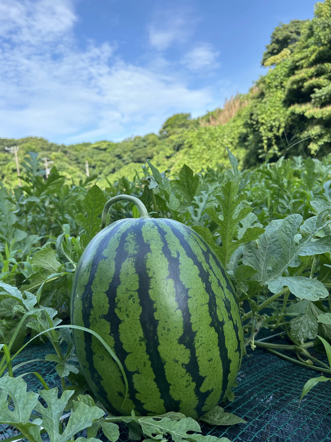 縲千ウ門コヲ12蠎ヲ莉・荳翫代す繝」繝ェ繝縺ィ逕倥>荳画オヲ縺ョ螟ァ邇峨せ繧、繧ォ 縺セ縺、繧翫ー繧縺11 鄒邇 3L 7ス8kg繧2邇峨M107-002-03