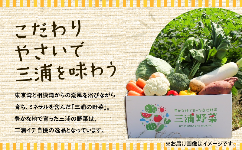 おいしさを全力に 三浦の野菜満杯セット（冬）　M109-002-01
