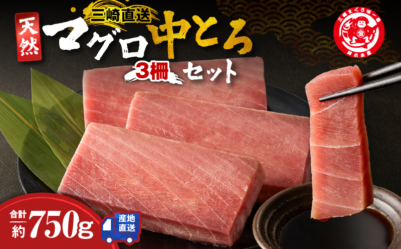 三崎マグロ 鈴木水産 天然マグロ（中トロ3柵）セット　M105-003