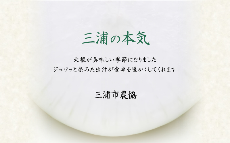 神奈川県三浦市産青首大根 8本　M109-011