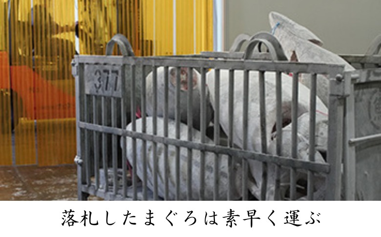 三崎マグロ 卸問屋カネシメの本鮪 中トロ・赤身切れてるお刺身セット＋目鉢鮪 ネギトロ　M070-007