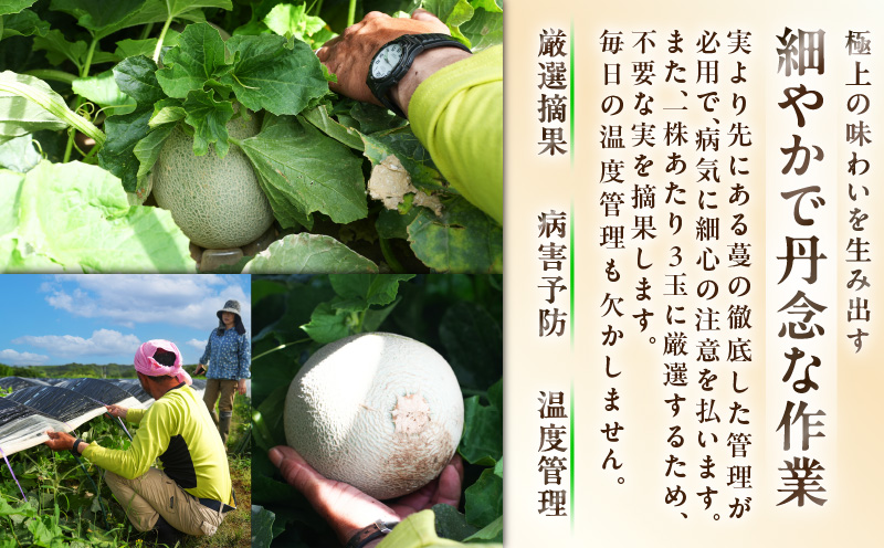 贈答用メロン　M001-001