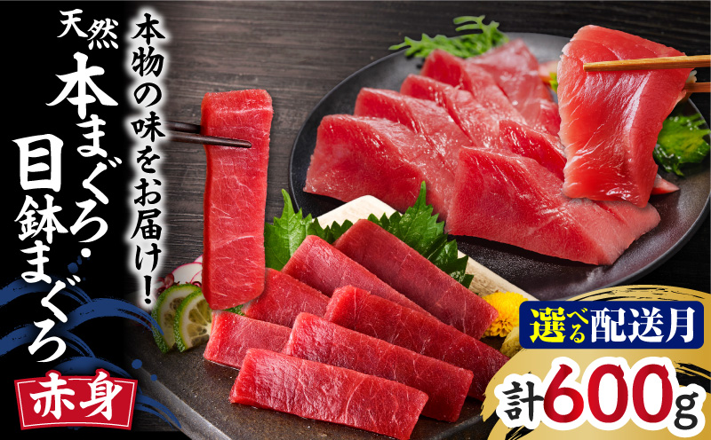 ＜選べる配送月＞本物の味をお届け！天然まぐろ赤身づくしお刺身セット【本まぐろ赤身2柵・目鉢まぐろ赤身2柵】　M005-040