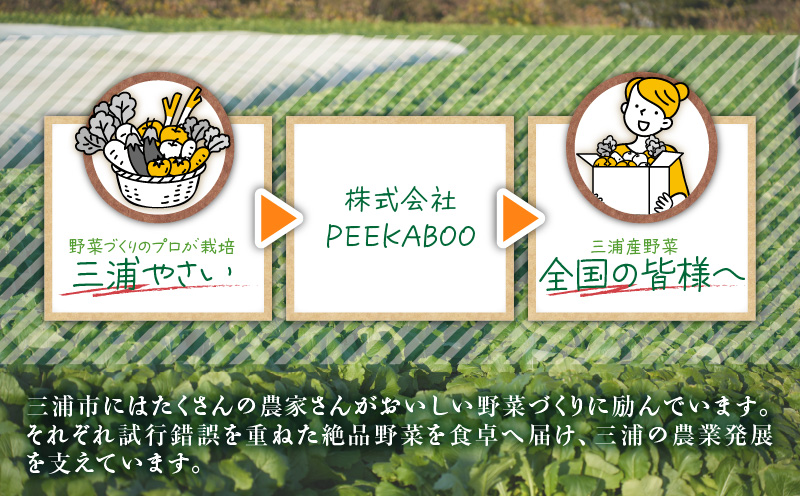 三浦の匠野菜　M127-001