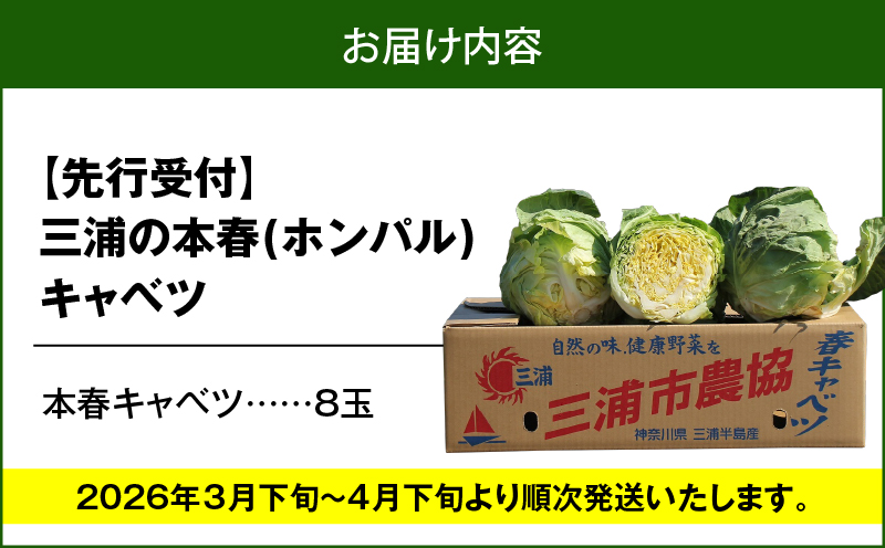 甘ーくてふわふわ柔らかな三浦の本春（ホンパル）キャベツ 8玉セット！　M109-001