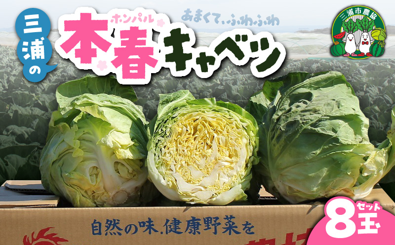 甘ーくてふわふわ柔らかな三浦の本春（ホンパル）キャベツ 8玉セット！　M109-001