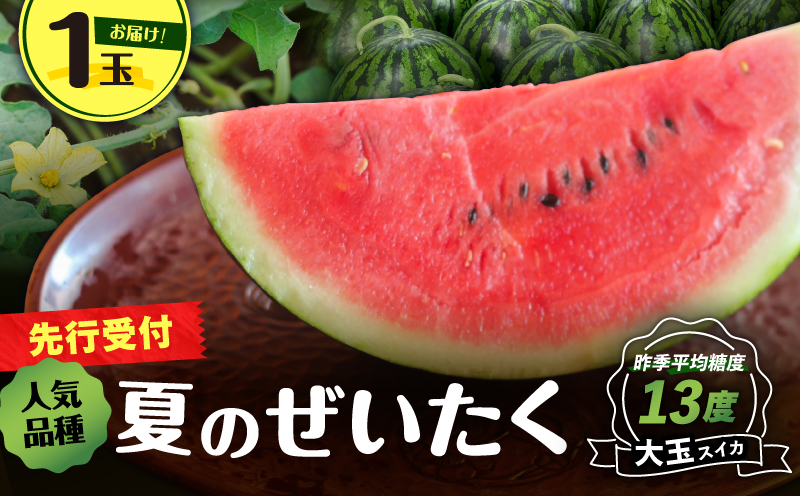 【高糖度】三浦の大玉スイカ1玉【露地栽培】　M072-001-01