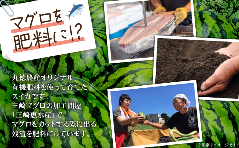 有機肥料で育てた小玉スイカ【姫甘泉】（4個入り）　M002-005