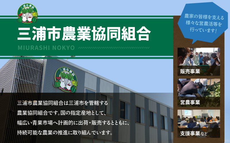 神奈川県三浦市産青首大根 8本　M109-011