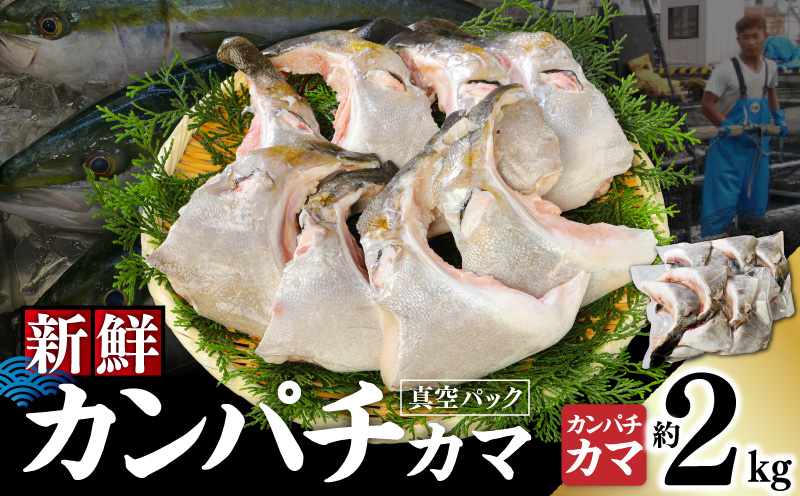 新鮮カンパチ カマ 約2kg　M079-012-02