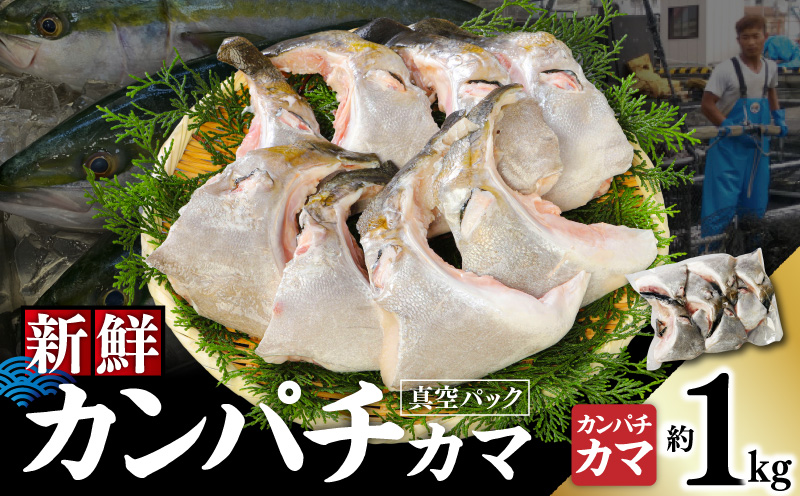 新鮮カンパチ カマ 約1kg　M079-012-01