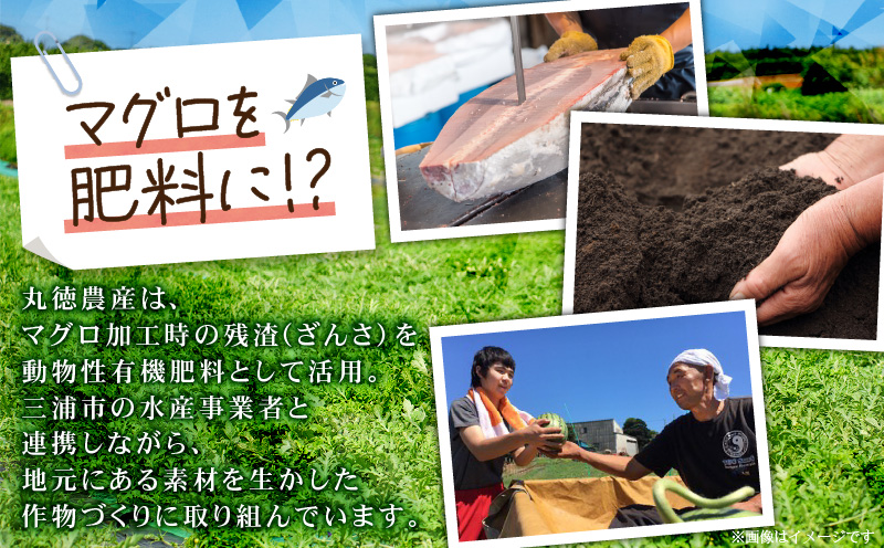 有機肥料で育てた大玉スイカ【赤い彗星】（2個入り）　M002-004