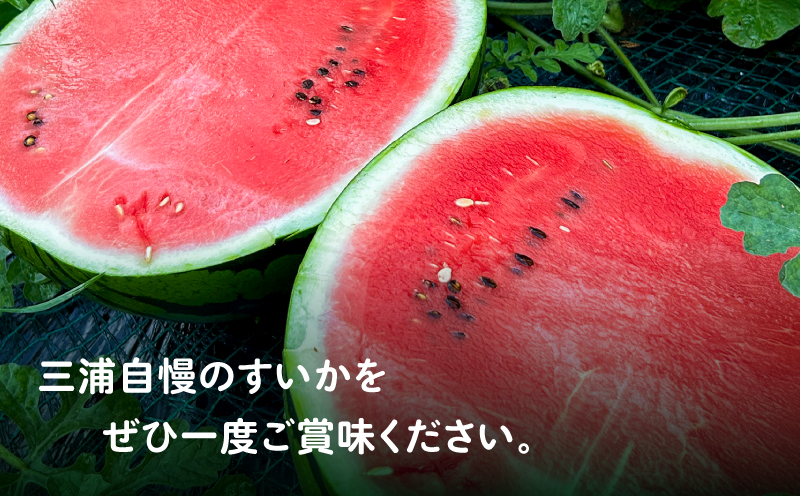 ãç³åºŠ12床以äžãã·ã£ãªããšçãäžæµŠã®ç¹å€§çã¹ã€ã« ãŸã€ãã°ãã11 çŸ
ç 5L 9kg以äžã1çãM107-002-01