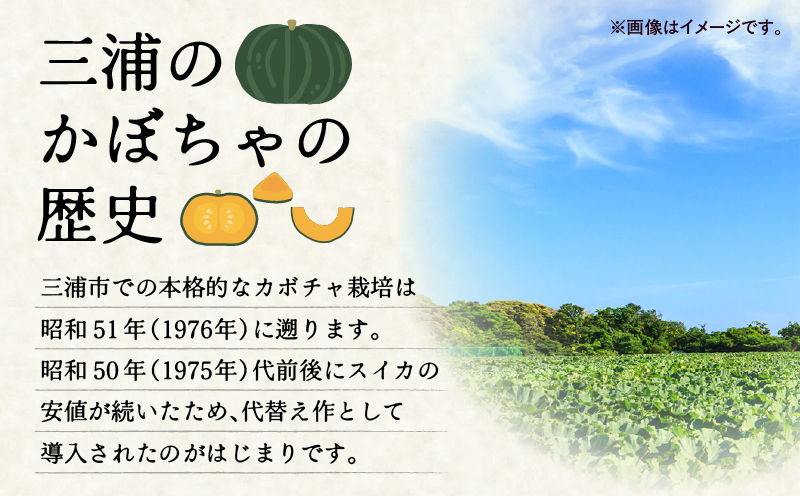 神奈川県三浦市産 三浦こだわりかぼちゃ（7～8個）　M109-004
