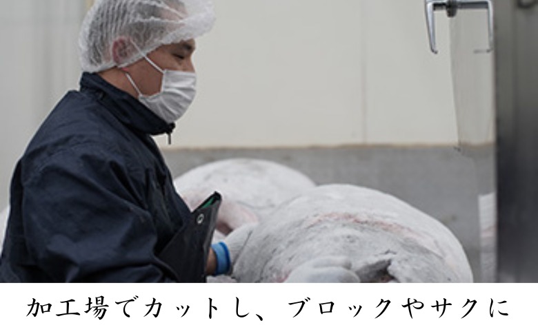 三崎マグロ 卸問屋カネシメの本鮪 中トロ・赤身切れてるお刺身セット＋目鉢鮪 ネギトロ　M070-007