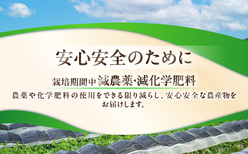 【数量限定】1度飲んだらやみつき！王様トマトジュース「赤熟」180ml×24本　M001-007