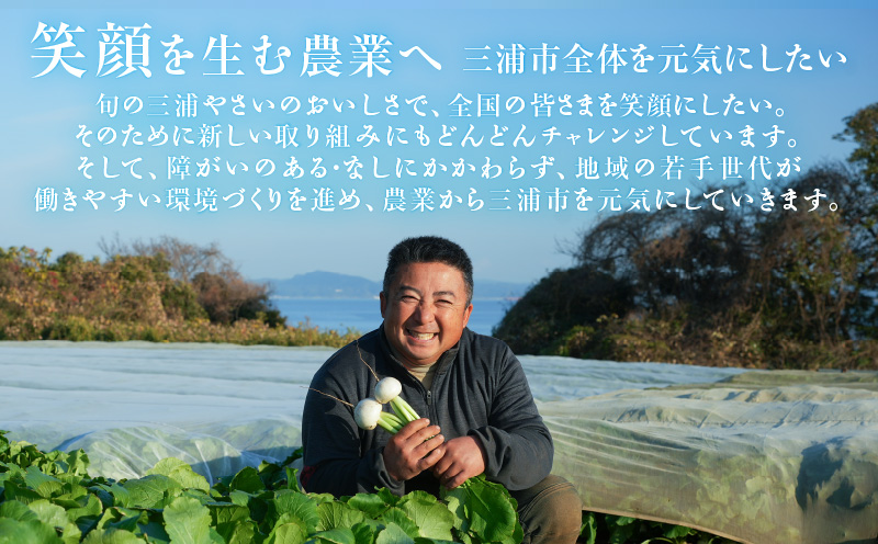 三浦の匠野菜　M127-001