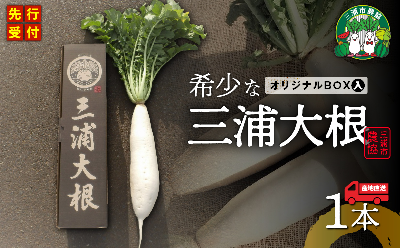 オリジナルBOX入り 希少な三浦大根 1本　M109-003