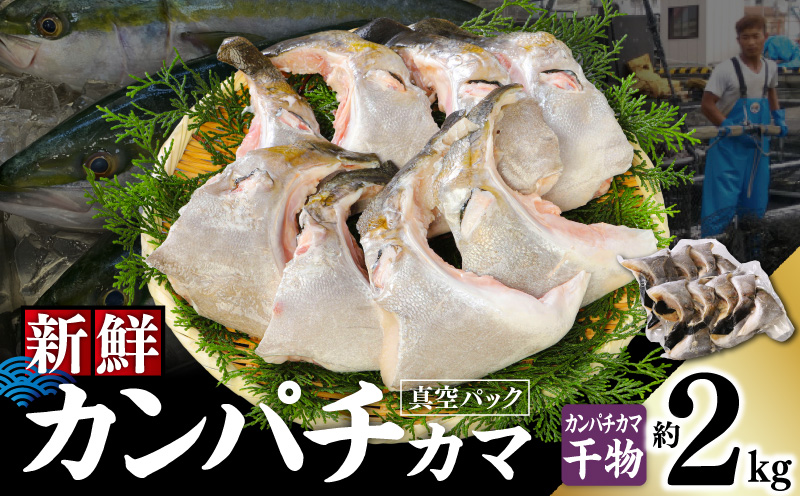 新鮮カンパチ カマ干物 約2kg　M079-012-04