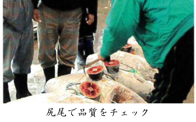 三崎マグロ 卸問屋カネシメの本鮪 中トロ・赤身切れてるお刺身セット＋目鉢鮪 ネギトロ　M070-007