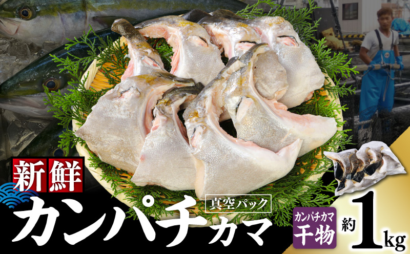 新鮮カンパチ カマ干物 約1kg　M079-012-03