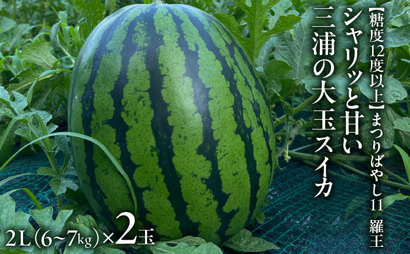 ãç³åºŠ12床以äžãã·ã£ãªããšçãäžæµŠã®å€§çã¹ã€ã« ãŸã€ãã°ãã11 çŸ
ç 2L 6ïœ7kgã2çãM107-002-04