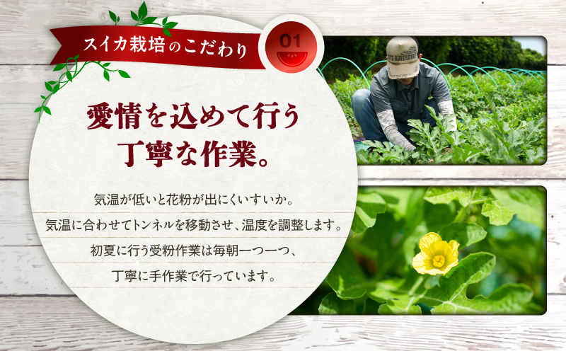 ãäžæµŠèŸ²å®¶çŽéãå°çã¹ã€ã«ïŒ4åå
¥ãïŒãM003-001