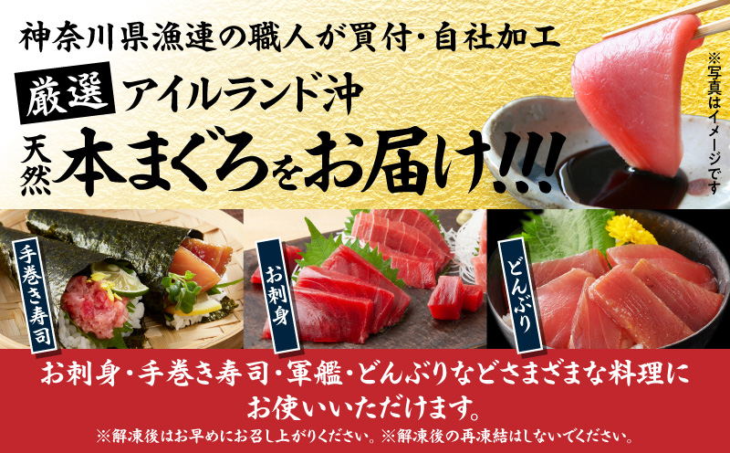 神奈川県漁連 天然本マグロ 中トロサク　M077-012-02