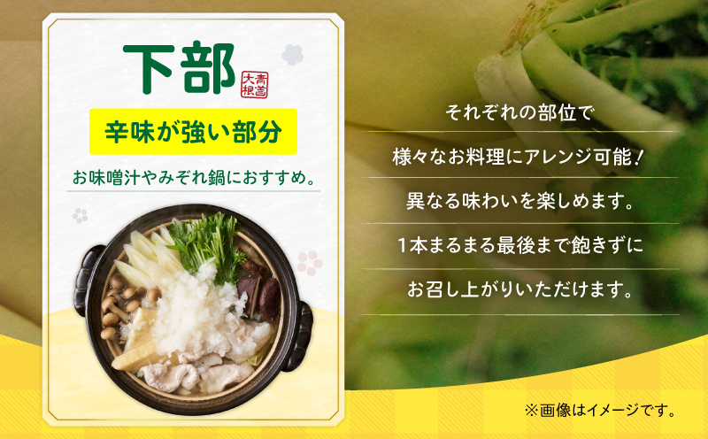 神奈川県三浦市産青首大根 8本　M109-011