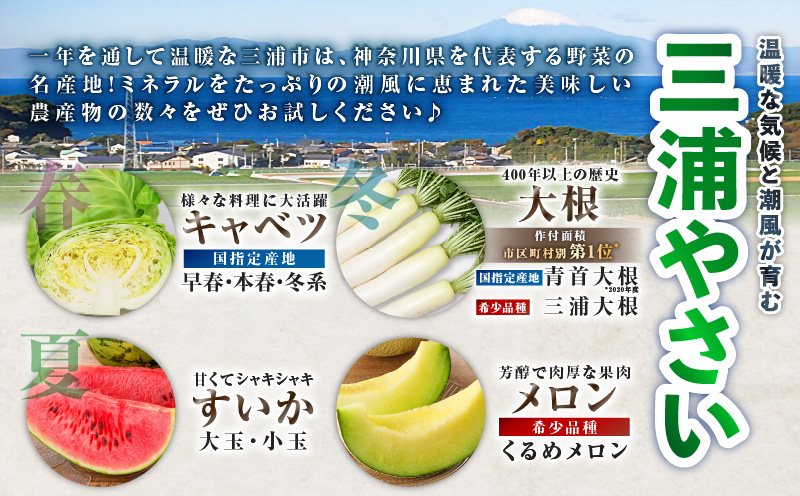 神奈川県三浦市産青首大根 8本　M109-011