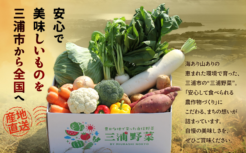 神奈川県三浦市産青首大根 8本　M109-011