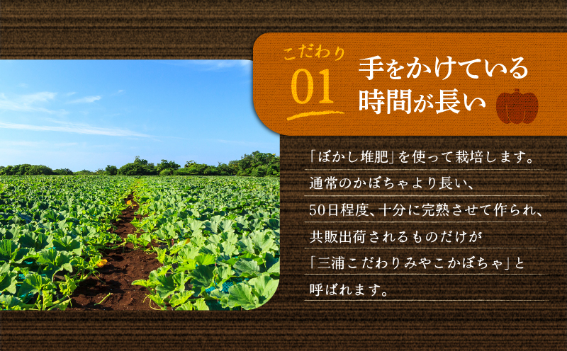 神奈川県三浦市産 三浦こだわりかぼちゃ（7～8個）　M109-004