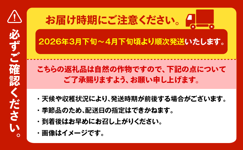 甘ーくてふわふわ柔らかな三浦の本春（ホンパル）キャベツ 8玉セット！　M109-001