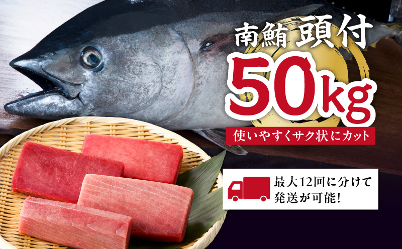 【定期便】特選寿司用南まぐろ 1本 頭付き（1〜12回配送）　M005-T08