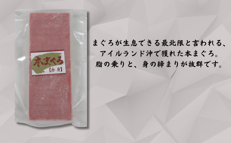 B10-007 【年内発送】神奈川県漁連　天然本マグロ　赤身サク【お正月用】