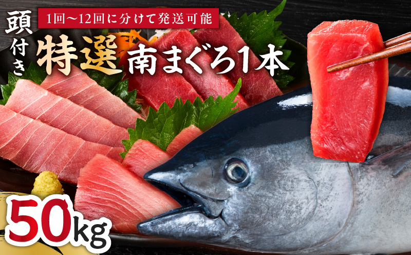 【定期便】特選寿司用南まぐろ 1本 頭付き（1〜12回配送）　M005-T08