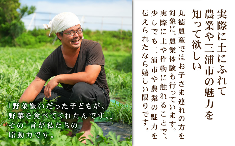 有機肥料で育てた小玉スイカ【姫甘泉】（2個入り）　M002-008